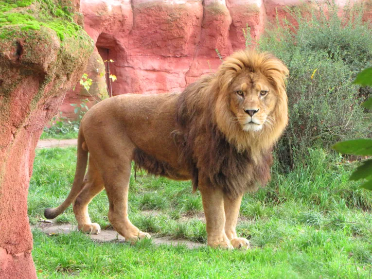 Tiere im Erlebnis-Zoo Hannover