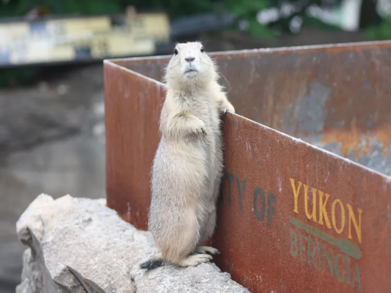 Tiere im Erlebnis-Zoo Hannover