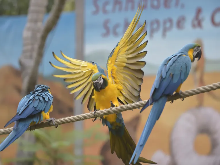 Tiere im Erlebnis-Zoo Hannover