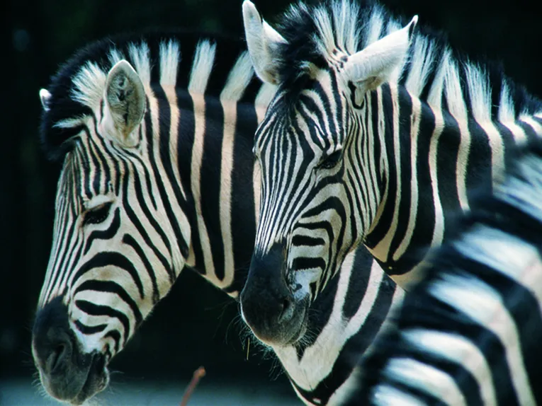 Tiere im Erlebnis-Zoo Hannover