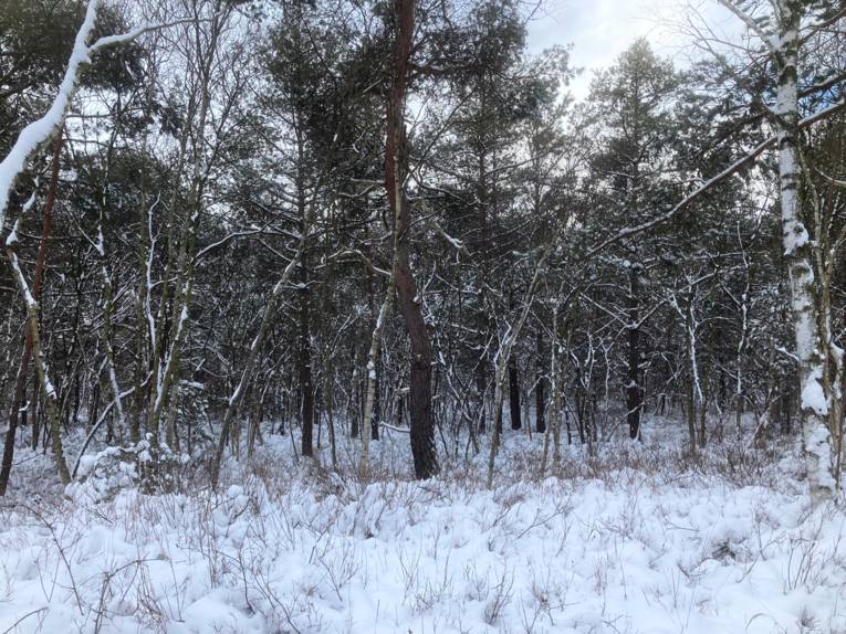 Schnee liegt auf den Ästen von Bäumen, die Umgebung rundherum ist auch von Schnee bedeckt.