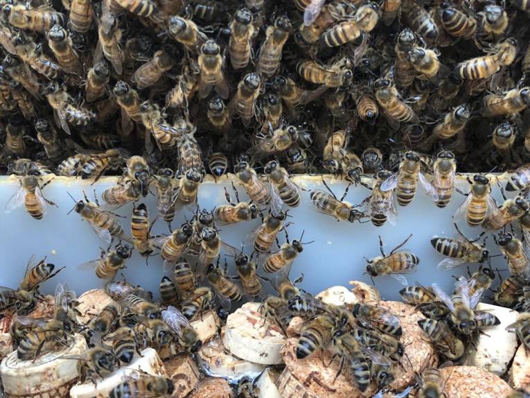 Bienen an einem Trog mit Korkteilen. 