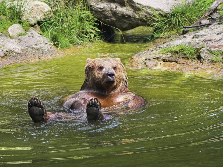 A bear is taking a bath in the lake at the Wisent Compound in Springe