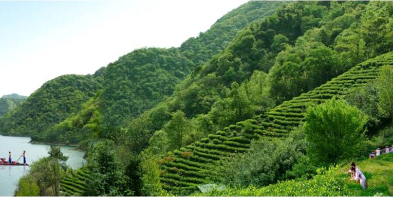 Tee wächst an grünen Hängen, Frauen arbeiten auf den Feldern.