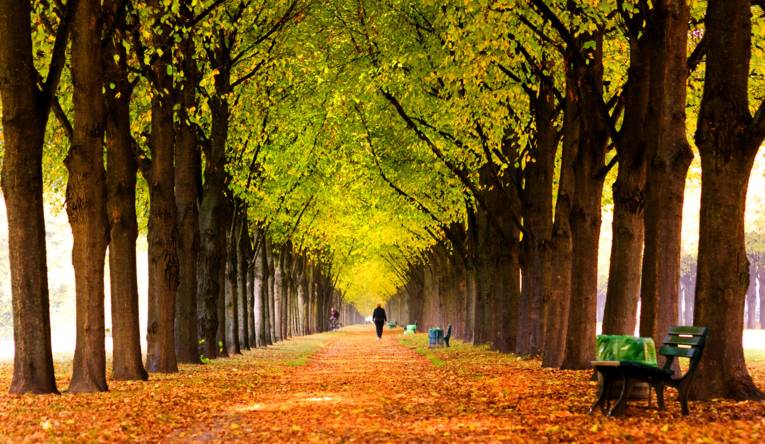 Spaziergang durch das Herbstlaub der Allee im Georgengarten.
