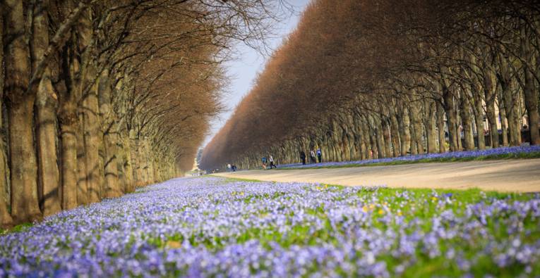 Im Frühjahr bedecken die Scilla-Blüten weite Teile des Georgensgartens.