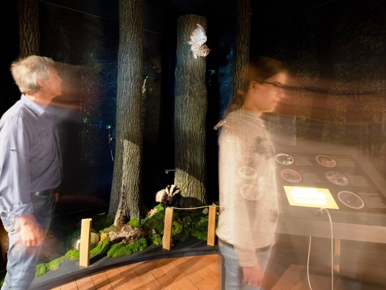 Eine Besucherin und ein Besucher schauen sich im Nachtwald um.