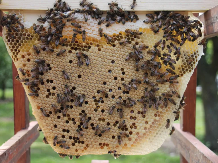 Wabe mit Bienen. 