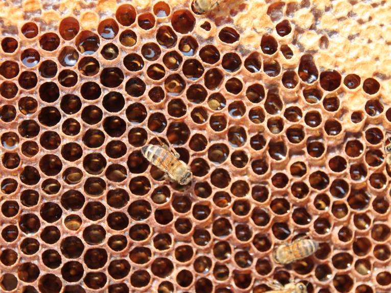 Bienen auf einer Wabe. 