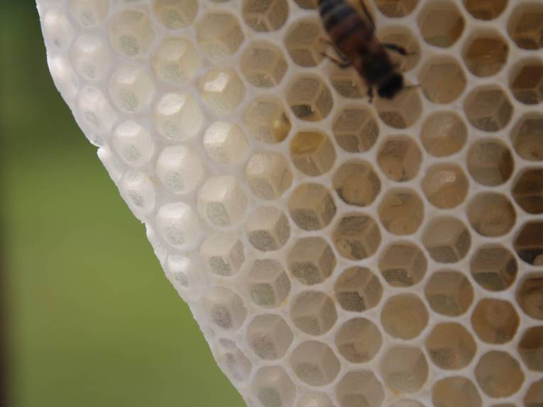 Biene auf einer Wabe. 