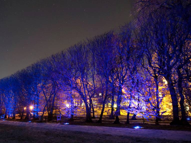 Die Lichtinstallation „Amore e vita“ der Künstlerin Yvonne Goulbier taucht die Hainbuchen vor Schloss Landestrost in blaues Licht.