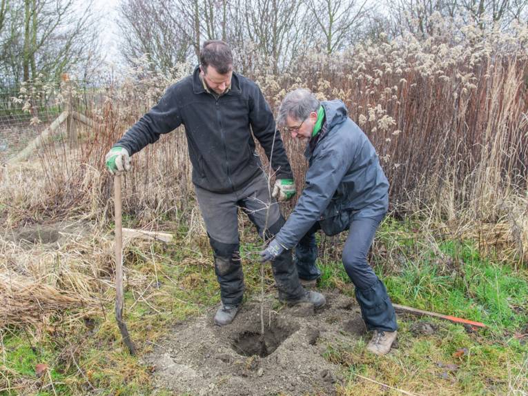 Zwei Männer pflanzen einen Baumsetzling