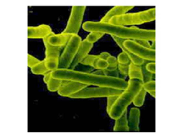 Tuberkulose-Bakterien