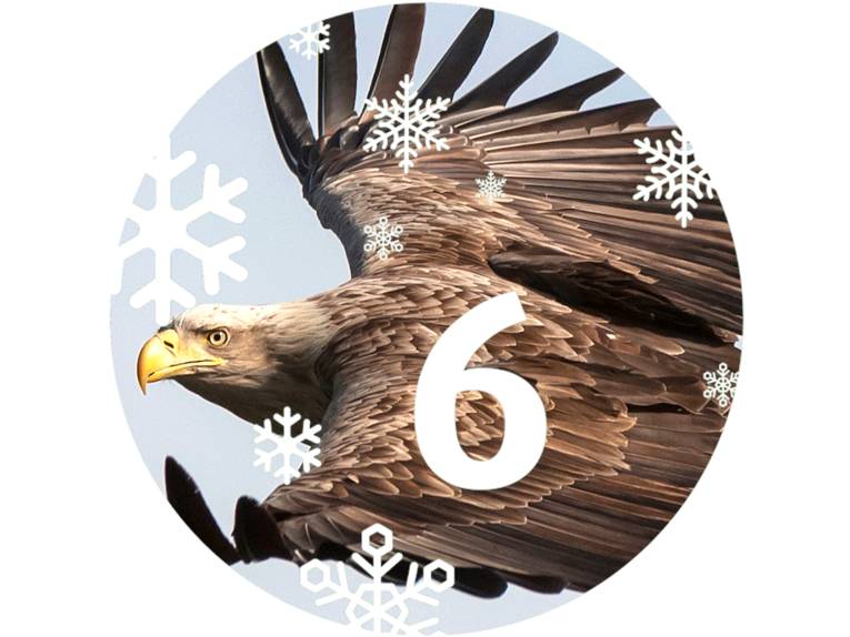 Ein Seeadler fliegt mit gespreizten Flügeln.