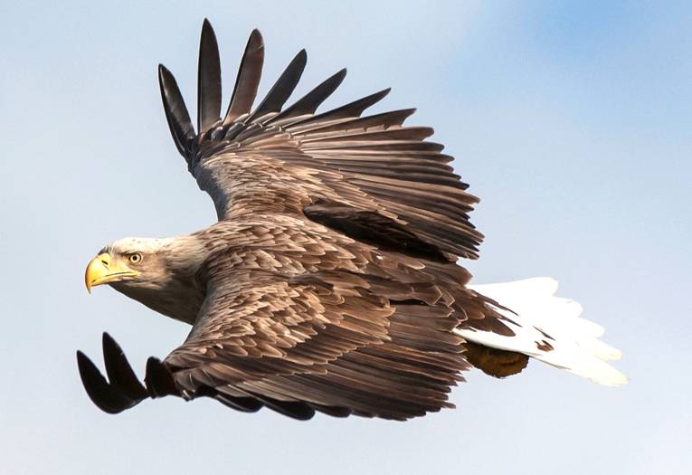 Ein Seeadler fliegt mit gespreizten Flügeln.