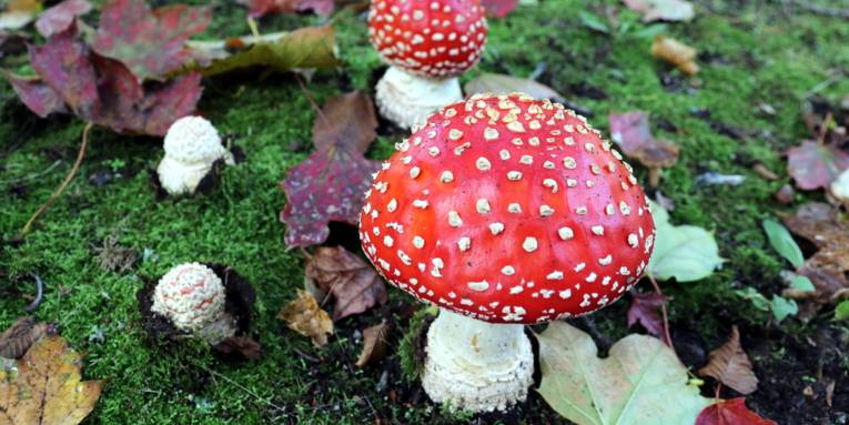 Fliegenpilz: Giftpilz mit weißem Stiel, darauf eine rote Kappe mit weißen Punkten.