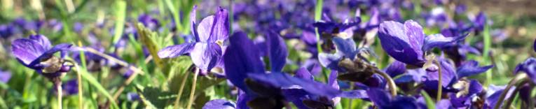 Naturpark-Steinhuder-Meer