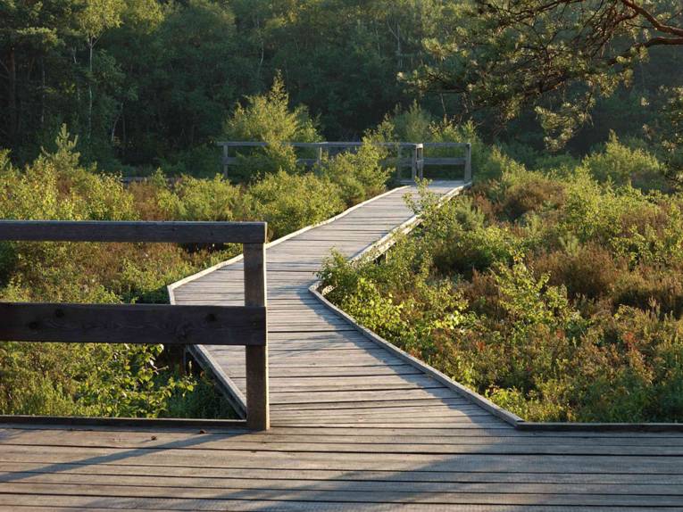 Ein Weg aus Holz führt über ein Moor hinweg.