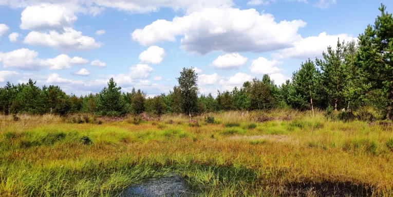 Moorlandschaft