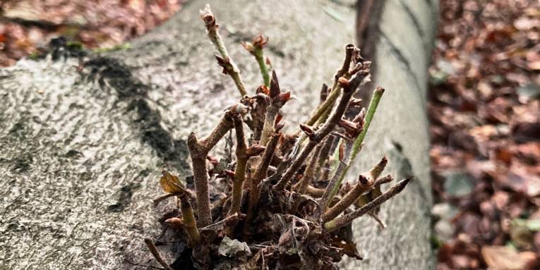 Baum in einem Wald