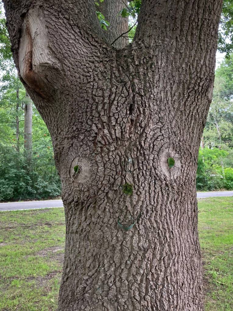 Baum mit einem Gesicht: zwei Astlöcher bilden die Augen, Moos und ein Blatt bilden Nase, und Mund. Außerdem bilden zwei Blätter die Pupillen in den Augen.