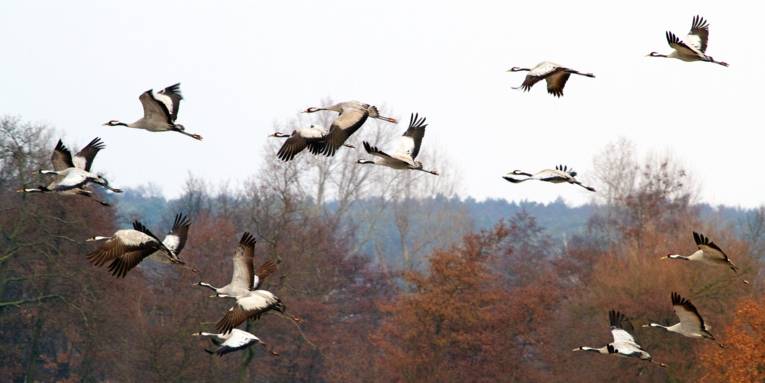 Ein Schwarm Kraniche fliegt.
