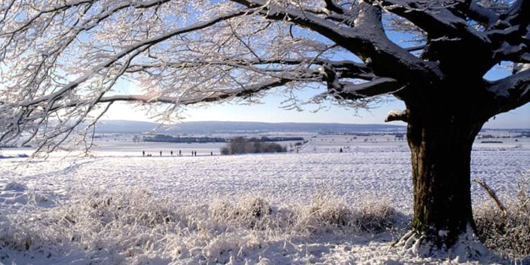 Ein Baum ist mit Schnee bedeckt, dahinter ist eine hügelige Winterlandschaft.
