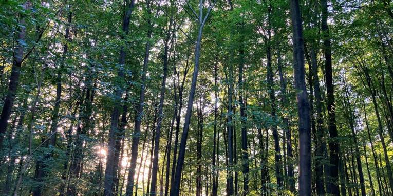 Die Sonne scheint durch eine Reihe hoher, schlanker Waldbäume.