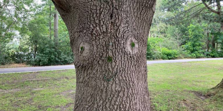 Ein Gesicht aus Blättern an einem Baumstamm