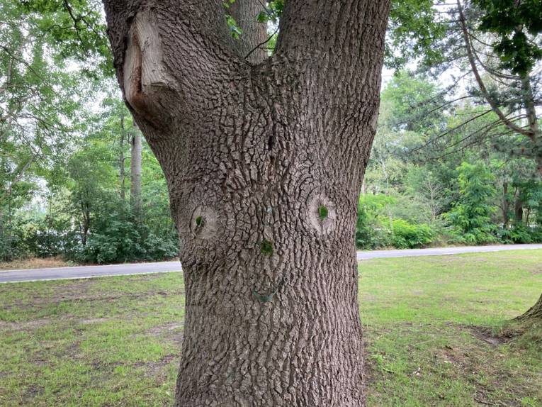 Ein Gesicht aus Blättern an einem Baumstamm