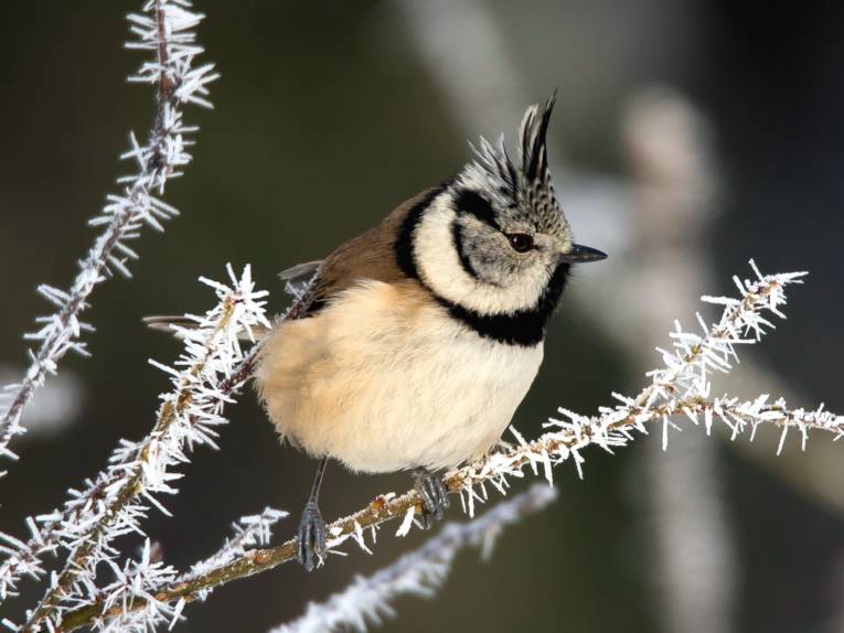 Eine Haubenmeise sitzt auf einem vereisten Ast.