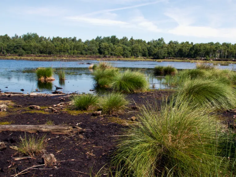 Moorlandschaft mit moorspezifischen Gräsern und anderen Pflanzen, der Boden ist feucht und torfhaltig.