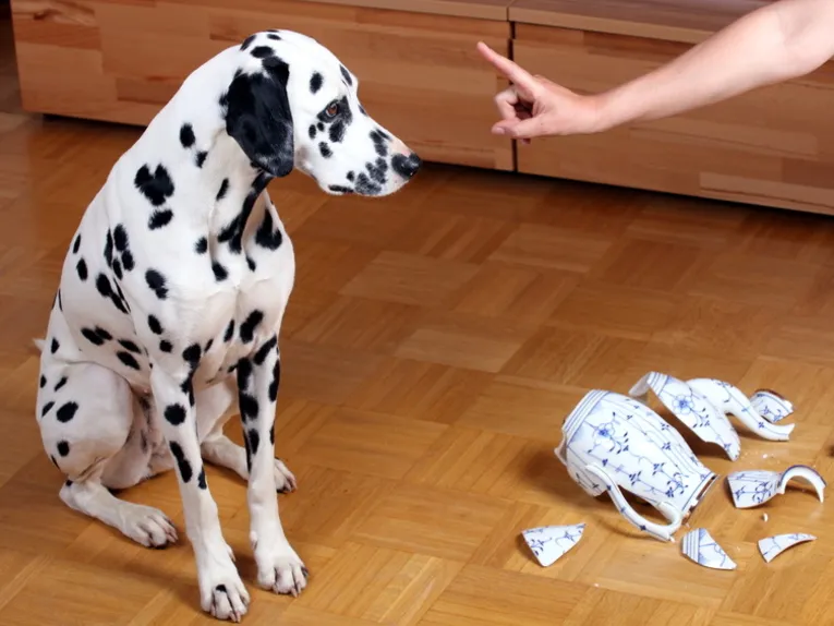 Warum machen Hundeschulen Sinn?