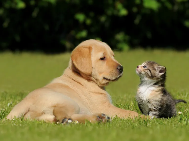 Haustiere und Tiere