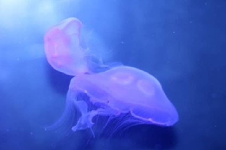 fotosunterwasserwelt