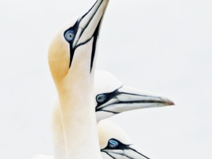 Drei Basst&ouml;lpelk&ouml;pfe