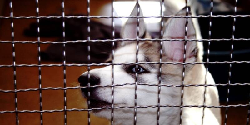 Ein weißer Hund mit spitzen Ohren und blauen Augen hinter einem Gitter.