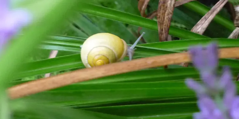 Helle Geh&auml;useschnecke auf einem Blatt