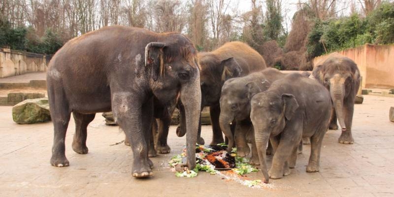 Elefanten essen von einer Gemüseplatte.