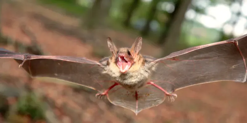 Eine Fledermaus fliegt mit ausgebreiteten Fl&uuml;geln und aufgerissenem Maul im Wald.