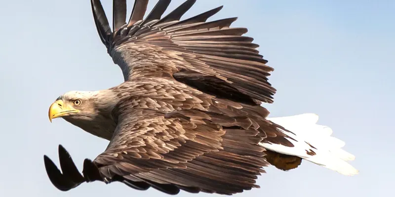 Ein Seeadler fliegt und hat den Kopf zum Betrachter geneigt.