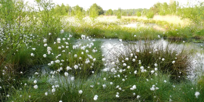 In einer Moorlandschaft tr&auml;gt Wollgras wei&szlig;e Faserb&uuml;schel.