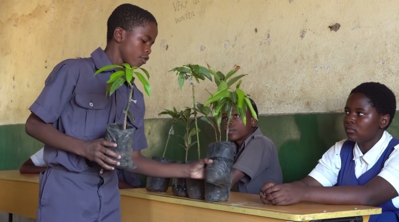 Ein Schüler in einem Klassenzimmer in Blantyre zeigt seinen zwei Mitschüler*innen Baumsetzlinge.