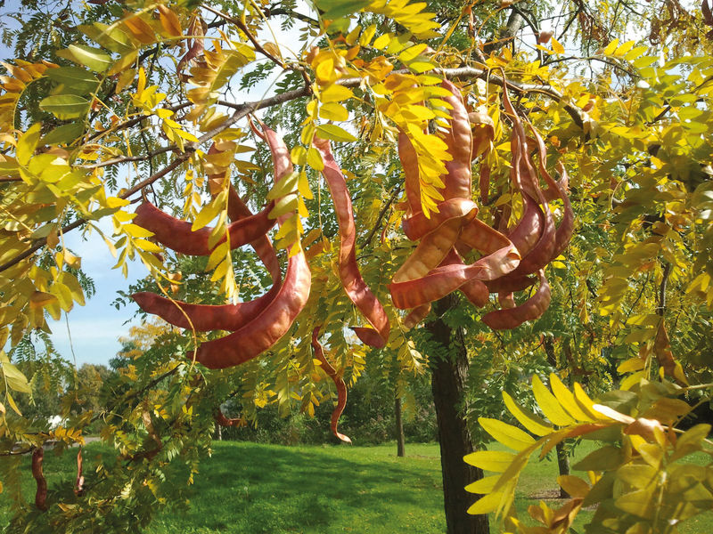 Baum Mit Schoten