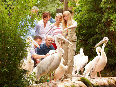 Late Zoo