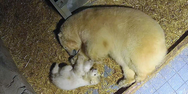 Zoo Hannover Eisbar Madchen Nascht Und Erkundet Die Welt