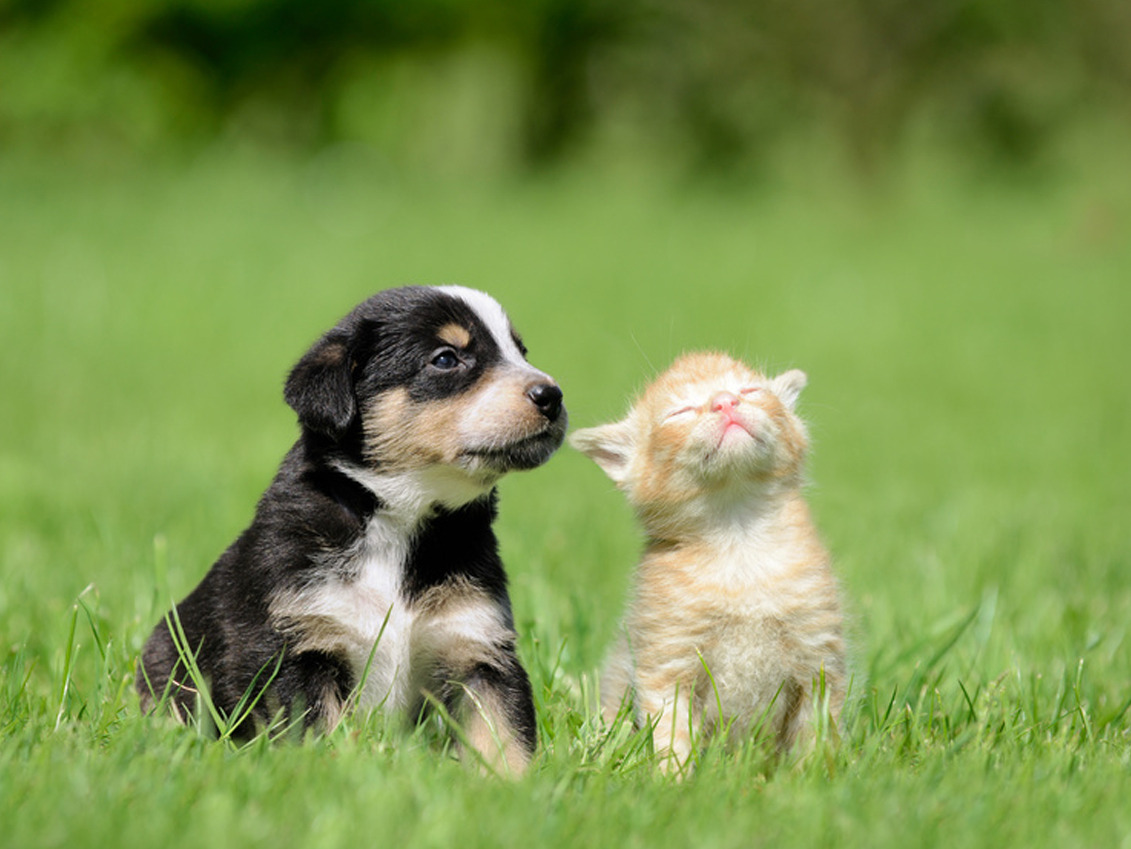 Haustiere gehören für viele Menschen zum Leben dazu
