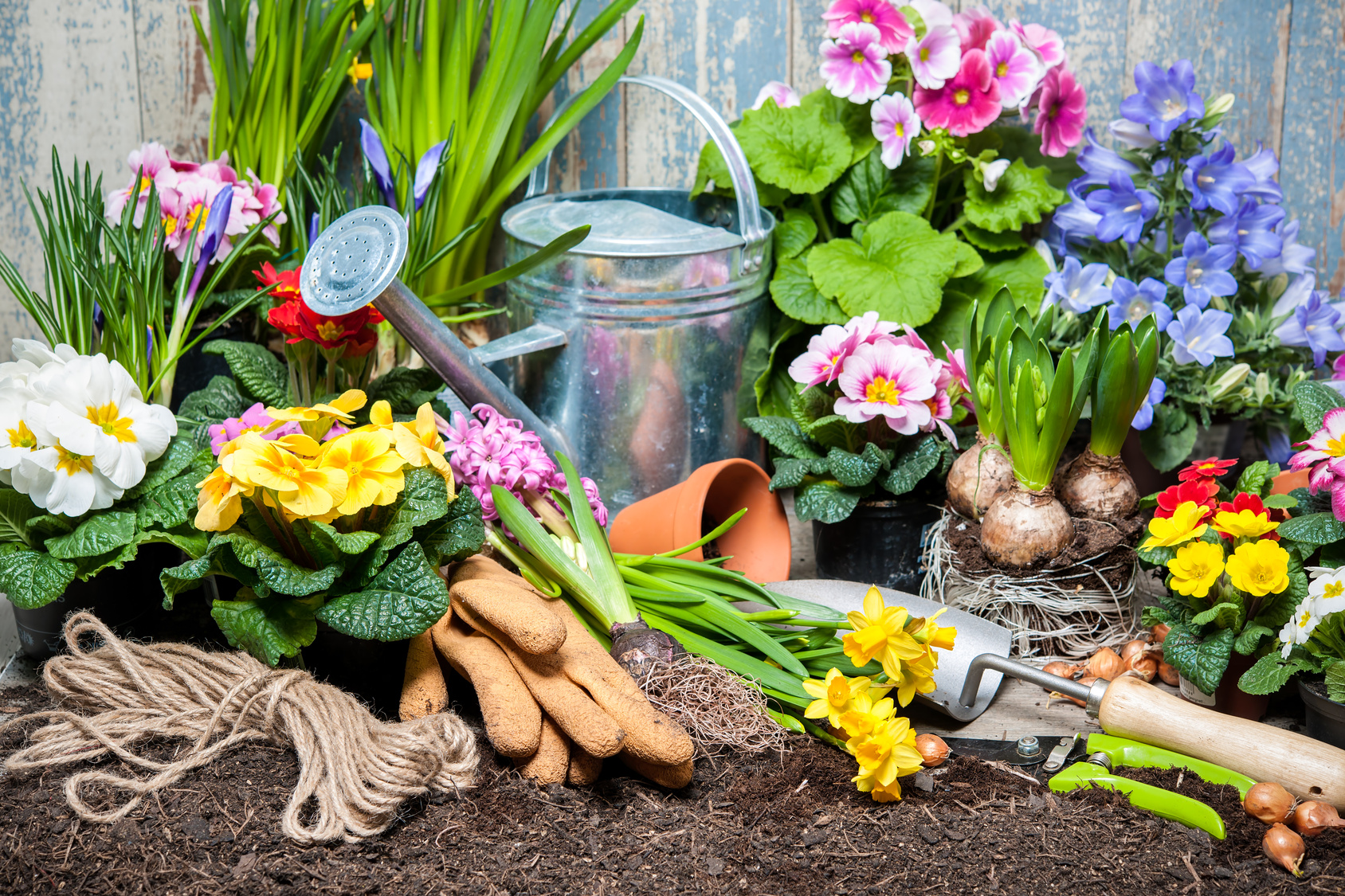 Fruhlingsblumen Pflanzen So Kann Der Fruhling Kommen